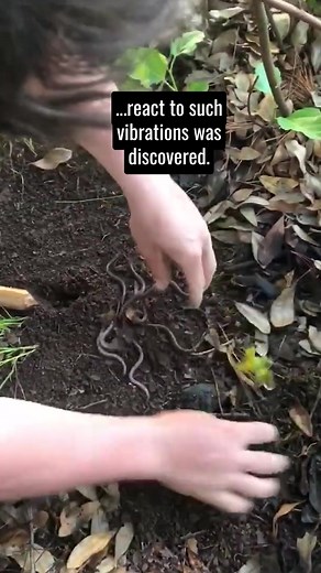 Why Worms React To Vibrations #funfacts #moreyouknow #wildlife #wildlifelover