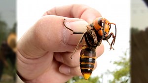 Hornetgeddon! Authorities swat deadly swarm of giant bugs