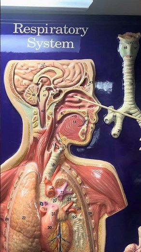 Structures of the Upper Respiratory System
