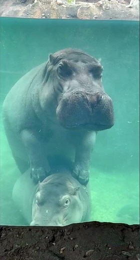 Fiona Year 8 Highlights - Cincinnati Zoo #shorts