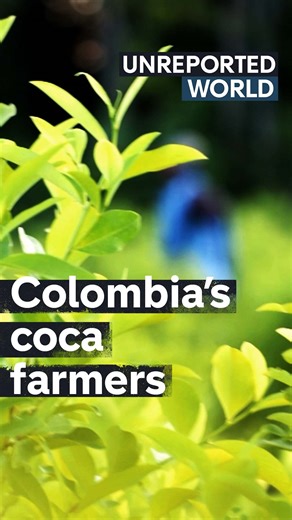“We do it to simply survive”. Meet the Colombian coca farmers, who are caught between helping to produce a deadly drug and the necessity to survive. This is the moment Guillermo Galdos meets farmers harvesting coca from the Catatumbo forest. | Unreported World