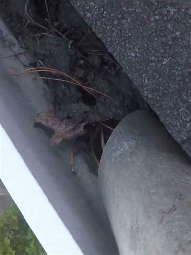 Gutter Cleaning Gutter Vacuum #guttercleaning #guttervac #cloggedgutters