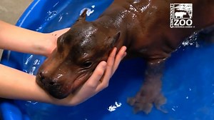 Countdown to baby hippo