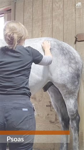 Peak Performance International on Instagram: "Therapy Thursday | Psoas Support for Pelvic Control & Hind End Engagement If your horse struggles in the canter, drags a toe, or feels disconnected behind, the issue may be deep core dysfunction, not hindlimb strength. True engagement depends on spinal and pelvic stability. The psoas muscle group plays a central role in pelvic control, hindlimb protraction, and stabilization of the lumbar spine during athletic movement. Because of its depth and neuro
