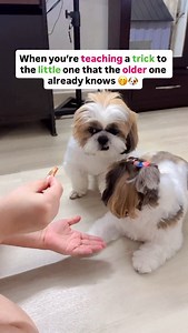 watch till the end 🥹🐶 . . #dogsofinstagram #foryou #fyp #explore #shihtzu #dogs #doglover #dog #funny #cute #shihtzulover #funnyreel | Ozzu Theshihtzu