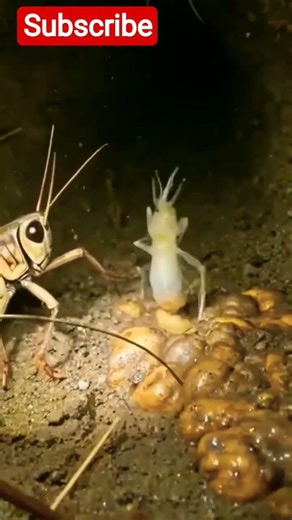 I Put a Camera on a Grasshopper—This Is What Happened Underground 🦗⛏️ #viralvideo #wildlife #shorts