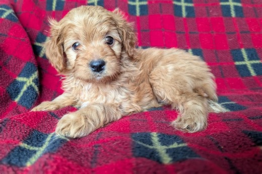 Escobar - Cavapoo Puppy 148556