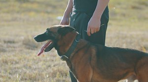 Dog panting while being petted by his owner - Free Stock Video
