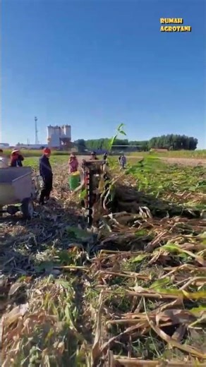 Modern Corn Harvesting Makes Falling Corn Easy