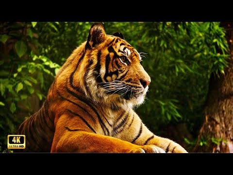 Rare Animals 4k : Discover The World's Rarest Animals And The Sounds Of Nature