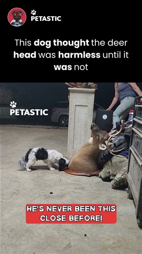 Dog Investigates a Deer