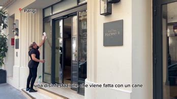 Le cimici da letto che hanno invaso Parigi arriveranno in Italia?