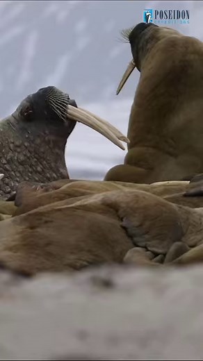 1.3K views · 26 reactions | Did you know that both male and female walruses have tusks? Walruses use them as a multi-tool to haul themselves out of the water onto ice floes, keep breathing holes open in the ice, fight with fellow walruses and, of course, defend themselves against predators! #walrus #svalbard #arctic #expeditioncruise #seaspirit | Poseidon Expeditions | Facebook