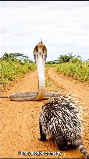 What a dangerous attack #attack #shortsfeed #animals #shorts