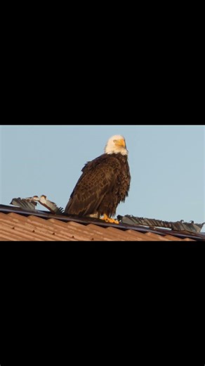 Bald Eagle head scratch 😎🦅 #birding #birds #birdphotography #wildlife #nature #baldeagle