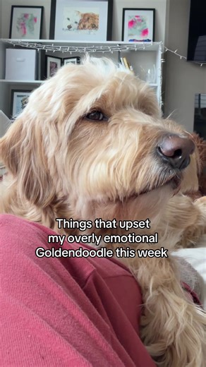Emotional Goldendoodle's Weekly Struggles