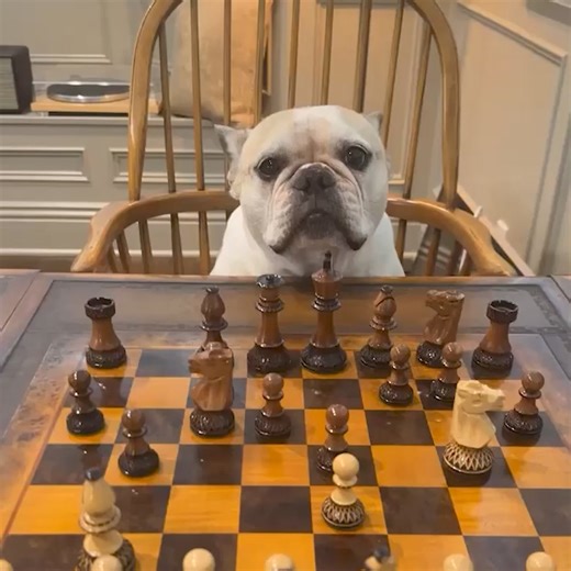 "check out this cute dog" I check my dog all the time 🐶 | Chess.com