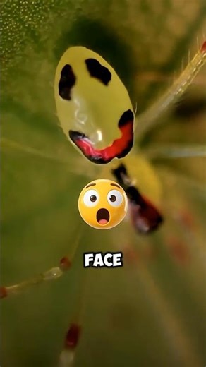 This Spider Is Smiling At You 😨 (But Don’t Get Close!)