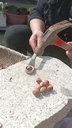 Easy shelling process of hazelnuts