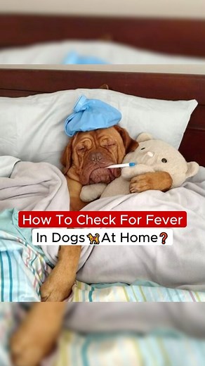 13K views · 158 reactions | How To Check For Fever In Dogs 瑩 At Home❓ | Dogs Your Friends Forever | Facebook