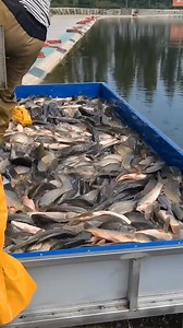 We have add more fish on the bucket that's how to enable them increase more | Peterthefisherman