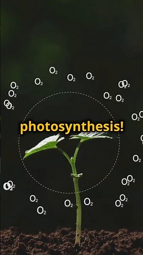 How Plants Make Food: Photosynthesis Explained! Science Insight