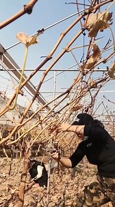 34K views · 147 reactions | Easy Grape Vines Pruning Right Way | The squad outdoors | Facebook
