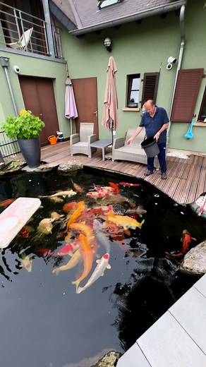 Entdecken Sie 70.000 L Koiteich mit Jumbokoi