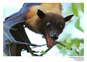 Indian flying fox - Alchetron, The Free Social Encyclopedia