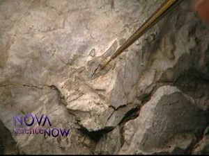 NOVA scienceNOW | Free the fossils!