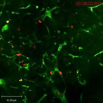 Two-photon microscopy of T cell motility in S1P1-GFP mouse lymph node