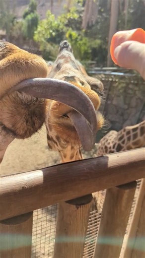 Lady and the Tramp: Zoo Adventure with Spaghetti