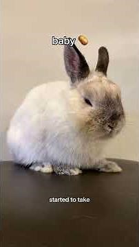 Reasons why my bunny got mad at me