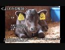 ゆっくり動物雑学「牛の雑学詰め合わせ」