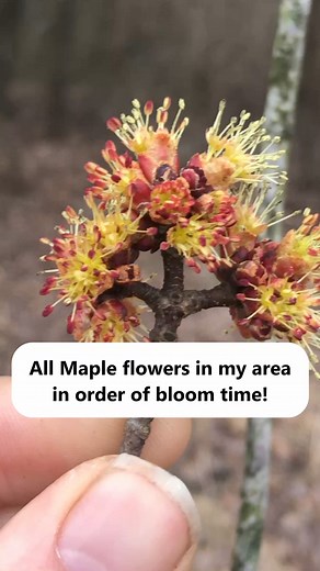Red maple (Acer rubrum) and Silver maple (Acer saccharinum) are some of the earliest-blooming native trees in the eastern US. Since they're in bloom now and many red maples have actually already started forming samaras (seeds), I wanted to share a video of all the maple flowers I've recorded. Make sure to take a close look at all the maple flowers you can find this year! They are pretty for sure. Definitions: - Polygamodioecious: Individual trees usually have either all female or all male flower