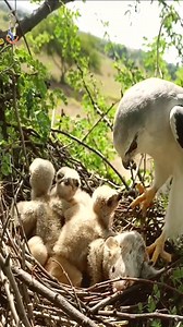 605K views · 10K reactions | Mother Bird took MOUSE that's bigger than babies and they are unable to eat it | Lovely Bird Family | Facebook