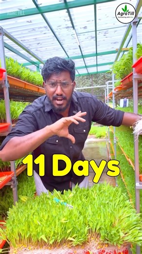 Alen Joseph on Instagram: "1KG ❌ 9KG ✅ Hydroponic Fodder Grass | Jagdamba Hydroponic 🌱 From just 1 KG corn/maize seeds, get up to 9 KG fresh green fodder in a few days using Hydroponic Fodder Technology 🚜 No soil ❌ Less water 💧 Fast growth ⏱️ Best solution for dairy farmers & cattle feeding 🐄🐃 High nutrition, better milk yield, and reduced feed cost 📈 📍 Perfect for small & large farmers 📞 Jagdamba Hydroponic ☎️ 9834290497 | 9561621500 #HydroponicFodder #CattleFeeding #DairyFarming"