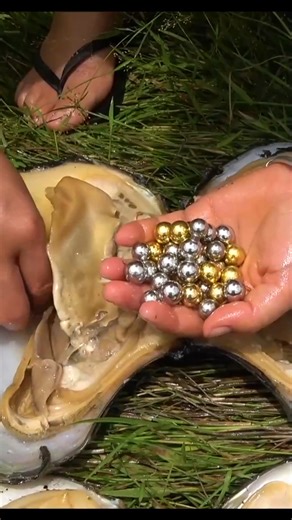 2.3K views · 31 reactions | Silver and gold colored pearls appear in the clam. | Pearls collecting | Facebook