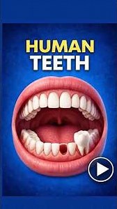 Human Teeth Anatomy | Types, Structure & Function