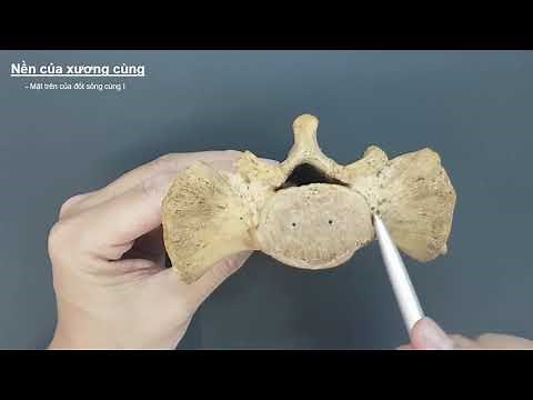Đặc điểm giải phẫu của xương cùng