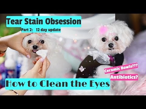Tear Stain Obsession Part 2: How to Use Love My Eyes and Pretty Eyes to Clean Tear Stains 말티즈