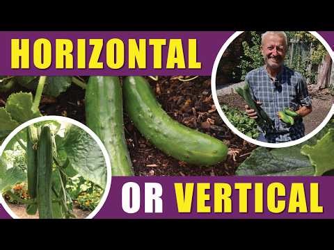 How to Grow Cucumbers Outside & Under Cover: From Seed to Many Harvests