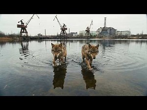 The Mutant Radioactive Wolves from Chernobyl