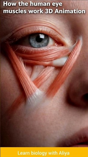 How the Human Eye Muscles Work | 3D Medical Animation 👁️