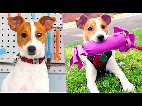 DIY Puppy Life Hacks | Make These Treats For Your Pet Instead of Buying New Ones