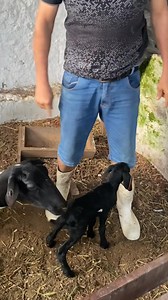 40K views · 1.3K reactions | Baby goat so cute ❤#goat #goats #goatworthy #Goatcheese #goatsofinstagram #goatee #GoAtleti | Eris hosy | Facebook