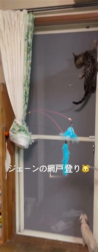 ベンガル猫ジェーン とうとう網戸登り始めました💦 #ねこのいる暮らし #子ネコ #cat #ベンガル