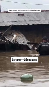 78K views · 5.3K reactions | #dogsdaily #dogs #dogsofinstagram #doggo #dogslover #fyp | PawsPrairie Rescue | Facebook