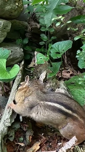 Cats love watching chipmunks so close #chipmunk #cattv #videosforcatstowatch #wildlife #catwatch