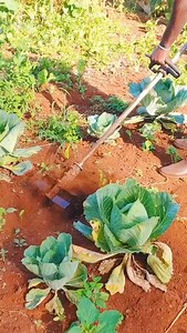 3.5K views · 19 reactions | We made weeding very easy. Instead of hand picking the weeds manually, we have brought you the mechanized weeding machine that does 1 acre in 2 hours. Call us on 0707414141. | Ikonic Agricultural Machines | Facebook